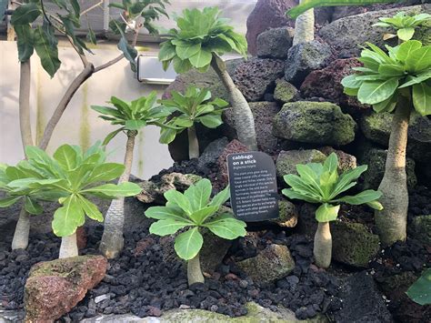 Why wyevale pennine is stocking rare plants you cannot find elsewhere 1