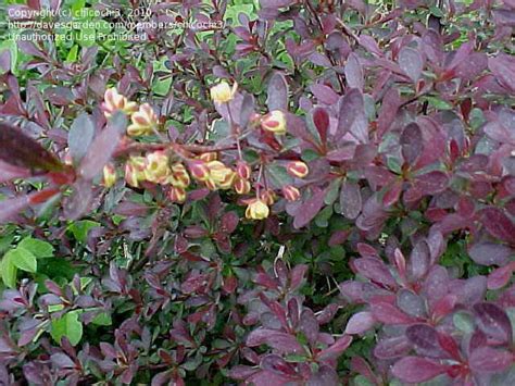 Plantfiles Pictures Berberis Crimson Pygmy Barberry Dwarf Redleaf