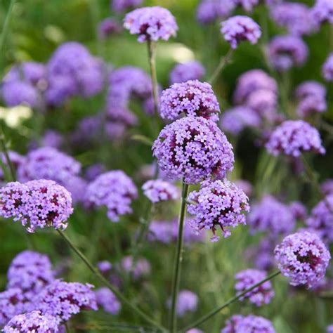 50 Purple Top Royal Verbena Seeds Welldales