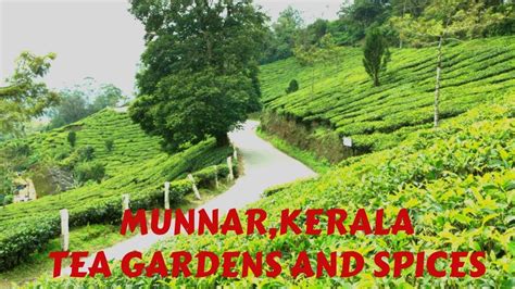 Munnar Kerala Indian Spices And Tea Garden Tour Youtube