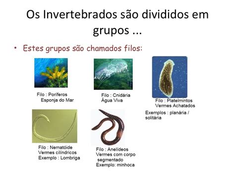 Os Animais Invertebrados Podem Ser Divididos Em Terrestres E Aquáticos