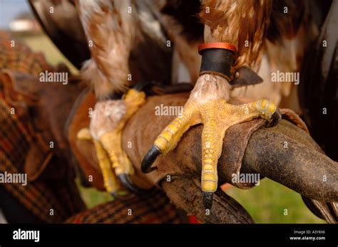 Les SERRES DE L Aigle Royal Photo Stock Alamy