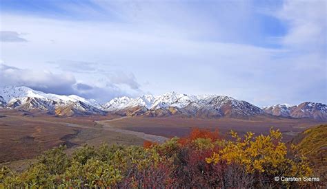 Denali - NaturFotografer i Danmark