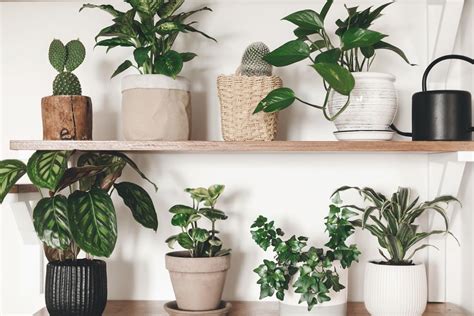 Cuáles Son Las Plantas Que No Necesitan Luz Solar