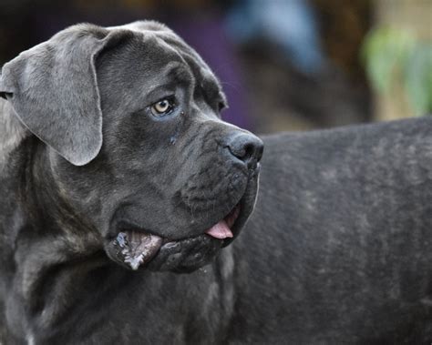 Daniff 101 English Mastiff X Great Dane Atelier Yuwaciaojp