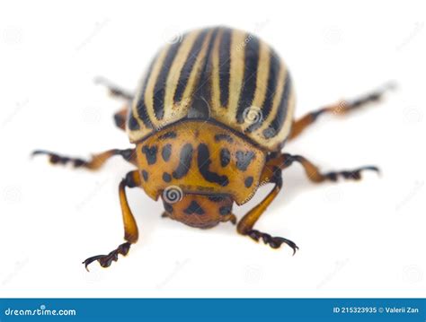 Colorado Potato Beetle Isolated On White Background Stock Image Image