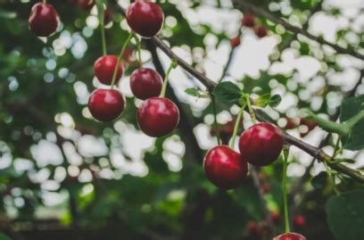 Arbres Fruitiers Croissance Rapide La Maison Du V G Tal