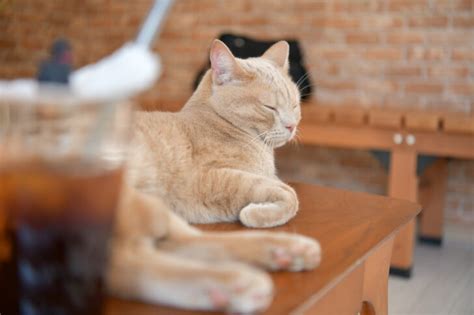 川越の猫カフェで癒しの時間を♪「猫家」「ねこかつ」の魅力をご紹介 埼玉日和（さいたまびより）