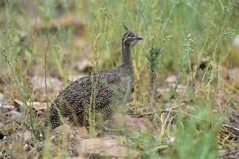 Elegant Crested Tinamou Eudromia Elegans Pampas Grassland Environment