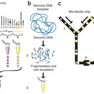 Microdroplet Pcr Workflow Primer Library Generation A Identify