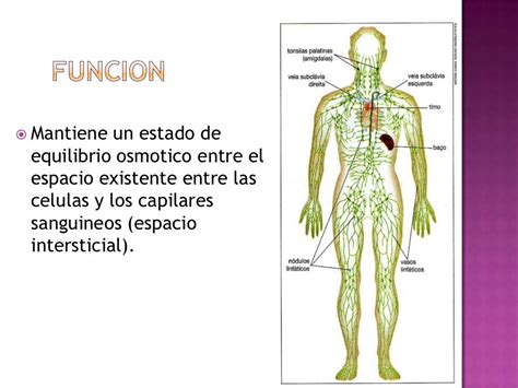 Sistema Linfatico Presentacion