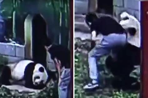 Panda attacks man who broke into zoo | Daily Star