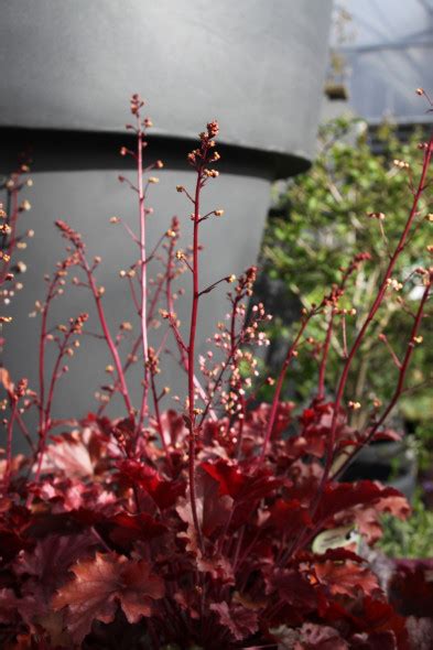 Heuchera Peach Flambe Purperklokje Bloemenpark Appeltern