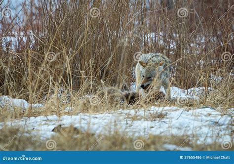 Coyote Feeding stock photo. Image of jackal, america - 37655486