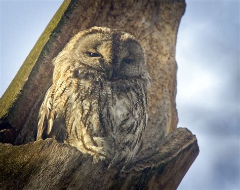 Tawny Owl Tawny Owl Strix Aluco Back On A Roosting Spot Flickr