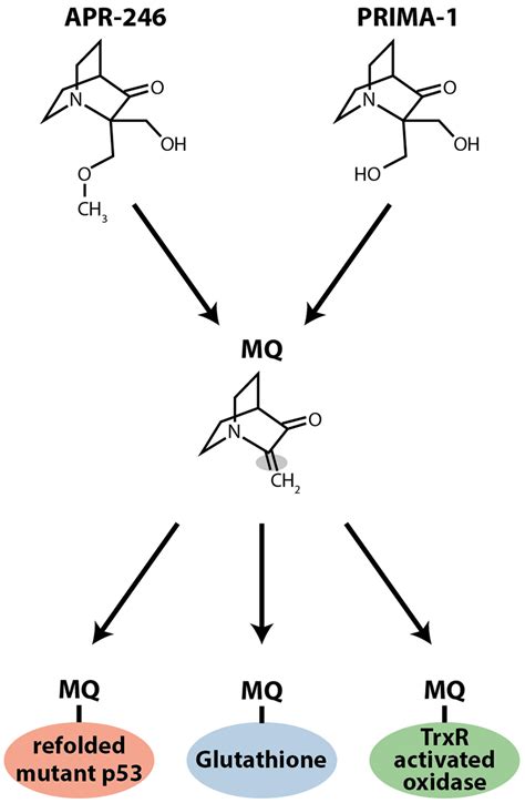 Frontiers Targeting Of Mutant P And The Cellular Redox Balance By