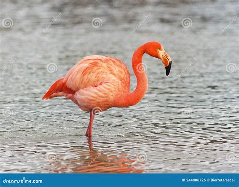 Flamant Rose Dans L Eau Photo Stock Image Du Mus E