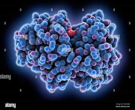 Papain molecule. Computer model showing the structure of the protein ...