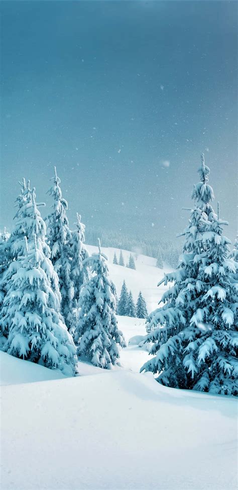 Download Snowy Forest Background | Wallpapers.com