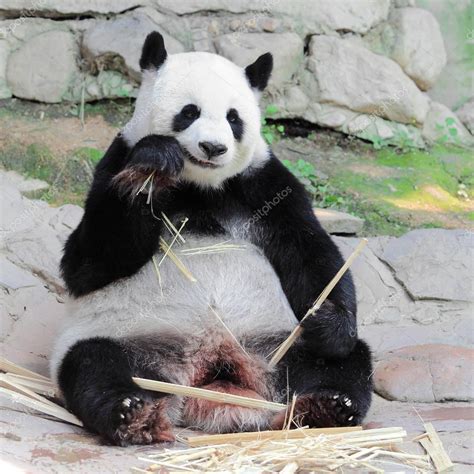 Giant panda eating bamboo — Stock Photo © actionbleem #28141749