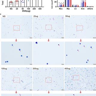 Total Cells Count And Cell Classification In Balf After Ova