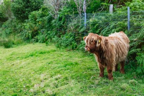 How To Raise Mini Highland Cows A Comprehensive Guide For Beginners