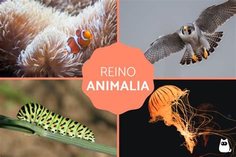 Reino Animal O Animalia Clasificación Características Y Ejemplos