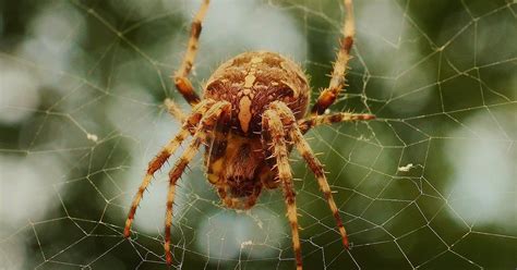 Spider venom seen as potential non-addictive painkiller | PhillyVoice