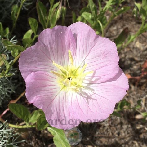 Mexican Evening Primrose Oenothera Speciosa Rosea In The Oenotheras