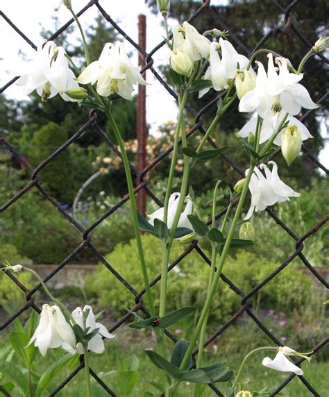 Orlik Pospolity Aquilegia Vulgaris Odmiana Wysoka Inny Cena