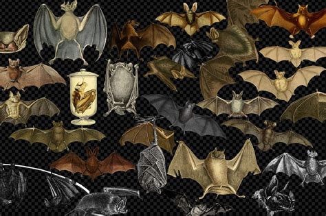 Vintage Bats Clipart Antique Bat Illustrations Digital - Etsy