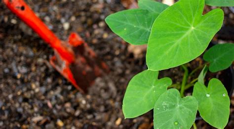 How to Plant, Grow and Care For Colocasia – Nature's Gateway