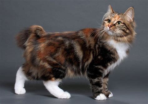 kurilian bobtail caractere sante alimentation prix  entretien