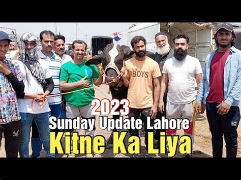 Sunday Update Kitne Ka Liya Qurbani Ka Janwar 2023 Bachra Loading