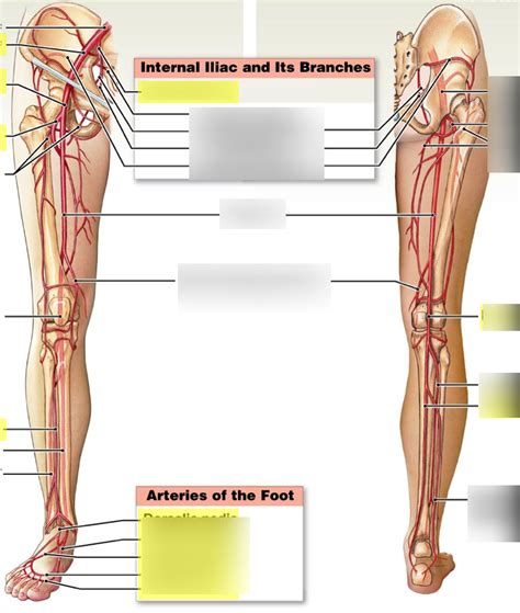 Leg Arteries Diagram Diagram Quizlet