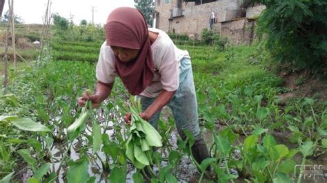 13 Cara Merawat Tanaman Padi Lengkap Merawat