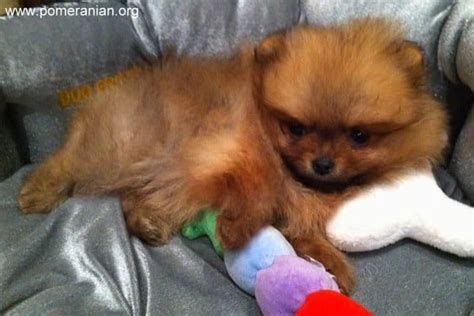 Pomeranian Sleeping Habits