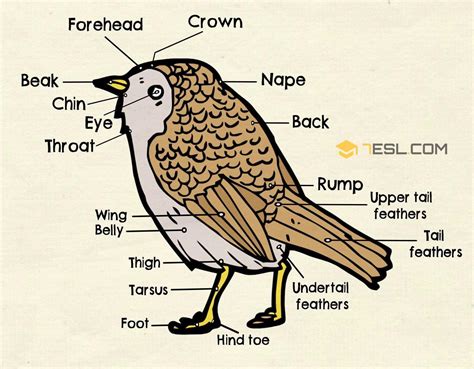 Bird Anatomy Worksheet Anatomy Worksheets