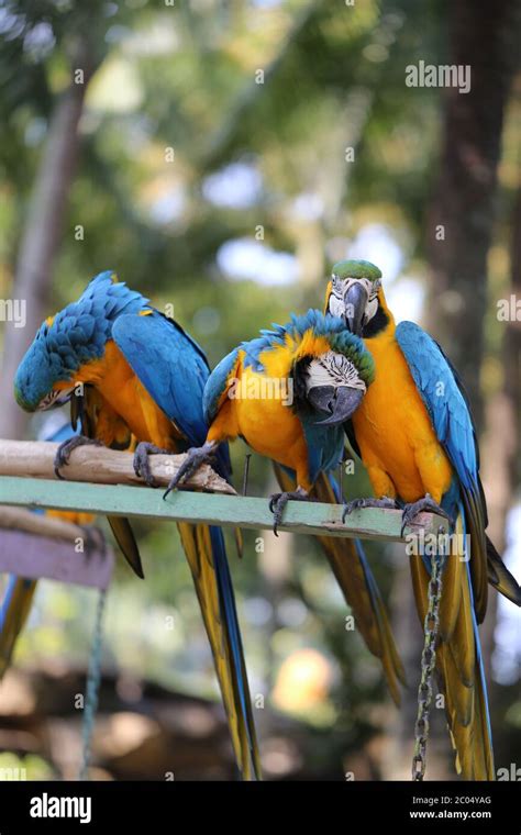 Big beautiful macaws Stock Photo - Alamy