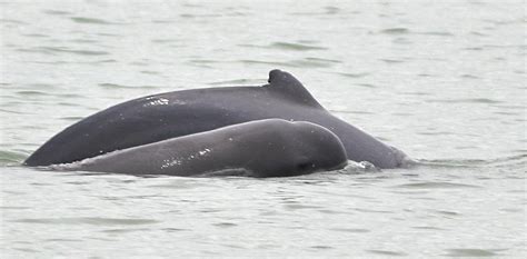 A New Decree for Mekong River Dolphins Protection