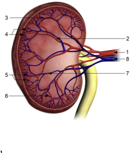 Renal Circulation Diagram Quizlet