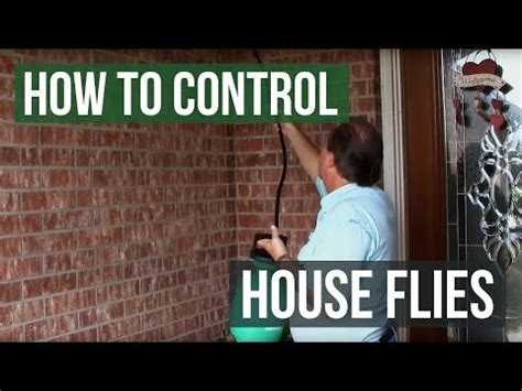 How to Control Flies – Improvehome101