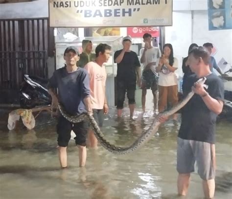 Banjir Di Kota Serang Ular Piton Meter Ditemukan Bantennews Co Id