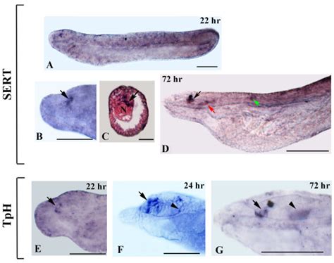 Tph And Sert Expression During Amphioxus Development Whole Mounts With Download Scientific