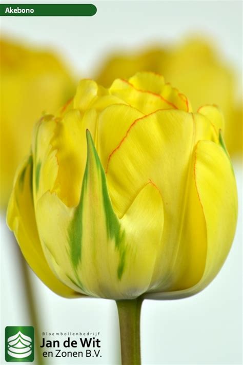Akebono | Tulip | Jan de Wit en Zonen B.V.