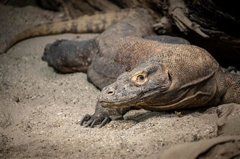 Premium Photo The Biggest Lizard In The World Komodo Dragon Lying In