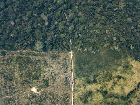 Desmatamento Em Terras Ind Genas Veja Os Impactos Greenpeace Brasil