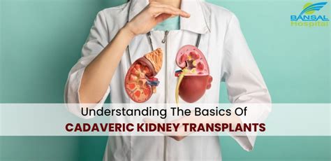 Understanding The Basics Of Cadaveric Kidney Transplants Bansal Hospital