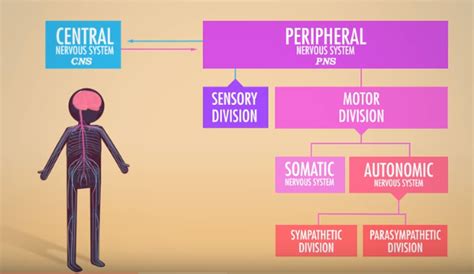 Peripheral Nervous System Diagram Quizlet