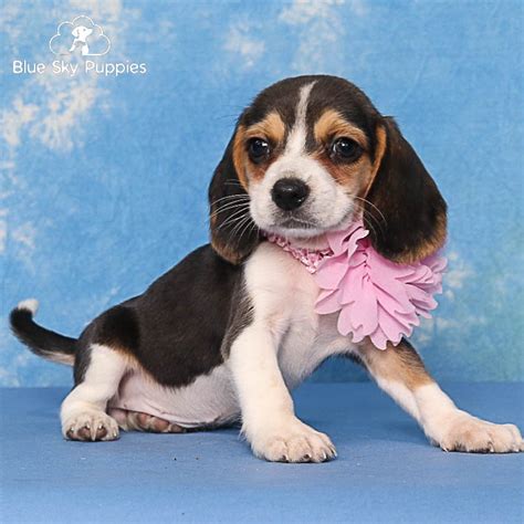 Beagle Puppies for Sale | Blue Sky Puppies